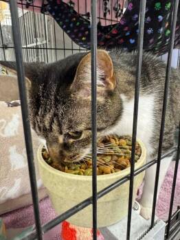 Domestic Short Hair Cats Available for Adoption - Lilibet | PetCurious