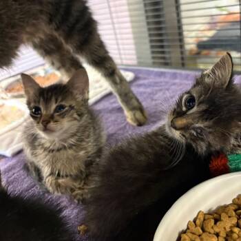 Gauntlet -  Domestic Short Hair Cat for Adoption in Binghamton, New York - Gauntlet | PetCurious