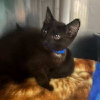 BB -  Domestic Short Hair Cat for Adoption in Lakeland, Florida - BB | PetCurious
