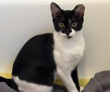 Rescue Domestic Short Hair Cats for Adoption in Chandler, Arizona - Natasha Charm | PetCurious