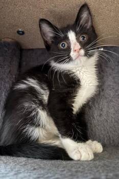 Yang -  Domestic Short Hair Cat for Adoption in Lemoyne, Pennsylvania - Yang | PetCurious