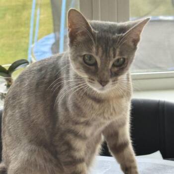 Sweetie-at Petsmart Madison East -  Domestic Short Hair Cat for Adoption in Madison, Wisconsin - Sweetie-at Petsmart Madison East | PetCurious