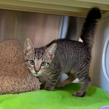 Kemper -  Domestic Short Hair Cat for Adoption in Lynchburg, Virginia - Kemper | PetCurious