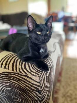 Cobweb -  Domestic Short Hair Cat for Adoption in Hartville, Ohio - Cobweb | PetCurious