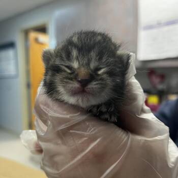 Domestic Short Hair Cats Available for Adoption - Holly Berry | PetCurious