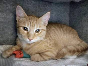 Florence -  Tabby Cat for Adoption in Waynesboro, Virginia - Florence | PetCurious