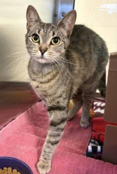 Court -  Domestic Short Hair Cat for Adoption in West Chester, Pennsylvania - Court | PetCurious