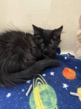 Sir Fluff -  Domestic Medium Hair and Domestic Short Hair Cat for Adoption in Pequot Lakes, Minnesota - Sir Fluff | PetCurious