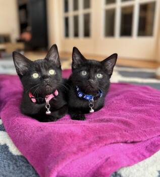 Zuri -  Domestic Short Hair Cat for Adoption in Port Chester, New York - Zuri | PetCurious