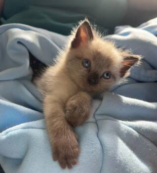 Angelo -  Domestic Short Hair Cat for Adoption in Cincinnati, Ohio - Angelo | PetCurious