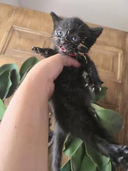 Mikaela -  Domestic Short Hair Cat for Adoption in Hobart, Indiana - Mikaela | PetCurious