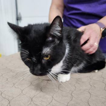 Domestic Short Hair Cats Available for Adoption in Buffalo, New York - Nosey | PetCurious