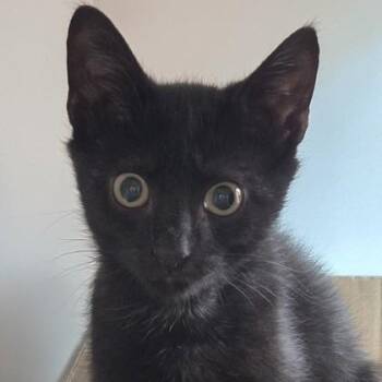 Ploot -  Domestic Short Hair Cat for Adoption in Voorhees Township, New Jersey - Ploot | PetCurious