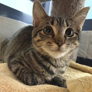 Snarf -  Domestic Short Hair Cat for Adoption in Pittsburgh, Pennsylvania - Snarf | PetCurious