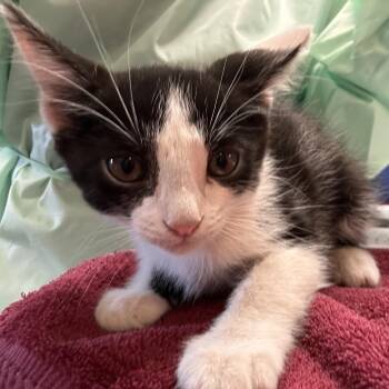 John -  Domestic Short Hair Cat for Adoption in Flagstaff, Arizona - John | PetCurious