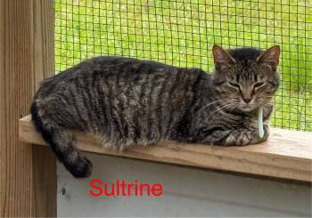 Rescue Domestic Short Hair Cats for Adoption in Union Springs, Alabama - Sultrine #17909-24 | PetCurious