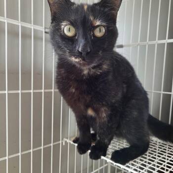 Missy -  Tortoiseshell Cat for Adoption in Muncie, Indiana - Missy | PetCurious