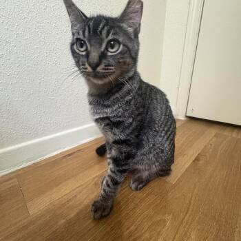 Marcello -  Domestic Short Hair Cat for Adoption in Houston, Texas - Marcello | PetCurious