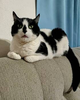 Domestic Short Hair Cats Available for Adoption - Bastet | PetCurious