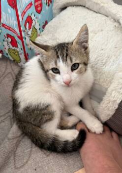 Rescue Domestic Short Hair Cats for Adoption in Evans, Georgia - Olaf | PetCurious