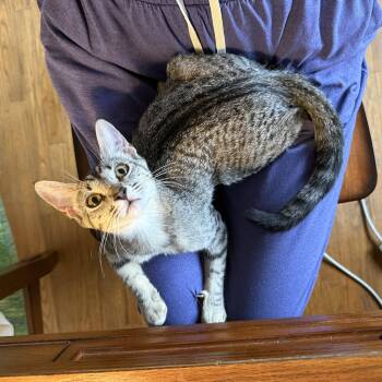 Misty -  Domestic Short Hair Cat for Adoption in Los Angeles, California - Misty | PetCurious