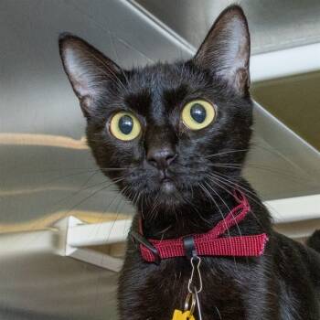 Rescue Domestic Short Hair Cats for Adoption in St. Louis, Missouri - PUMPKIN | PetCurious