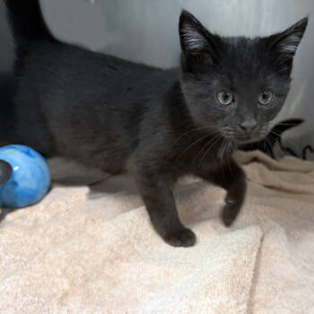 Rescue Domestic Short Hair Cats for Adoption in Voorhees Township, New Jersey - Speed Limit | PetCurious