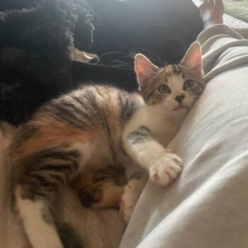 Geraldine (f) 3mths torbie/tortie -  Domestic Short Hair Cat for Adoption in Ottawa, Ontario - Geraldine (f) 3mths Torbie/tortie | PetCurious