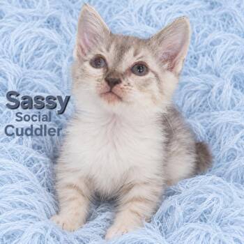 Sassy -  Manx Cat for Adoption in Quincy, Ohio - Sassy | PetCurious