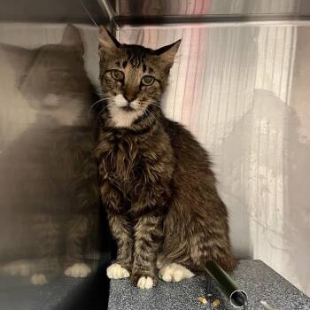 Gilberta -  Domestic Short Hair Cat Available for Adoption in Edinburg, Texas - Gilberta | PetCurious