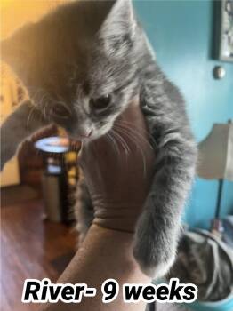 River (J) -  Domestic Short Hair Cat Available for Adoption in Liberty, New York - River (J) | PetCurious