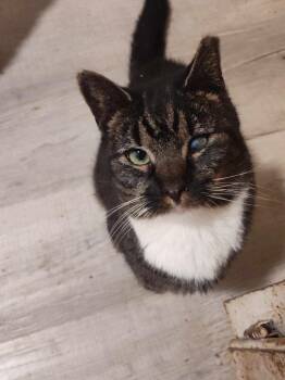 Tippy Toes -  Domestic Short Hair Cat for Adoption in Cromwell, Kentucky - Tippy Toes | PetCurious