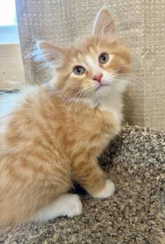 Piggy -  Domestic Medium Hair Cat for Adoption in Rootstown, Ohio - Piggy | PetCurious