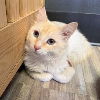 Zeek -  Domestic Medium Hair Cat for Adoption in Las Vegas, Nevada - Zeek | PetCurious