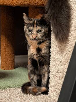 Rescue Domestic Short Hair Cats for Adoption in San Antonio, Texas - Elara | PetCurious