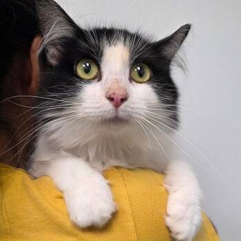 Paisley -  Domestic Long Hair Cat Available for Adoption in Abilene, Texas - Paisley | PetCurious