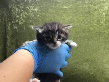 MYA -  Domestic Short Hair Cat Available for Adoption in Riverside, California - MYA | PetCurious