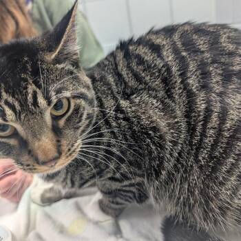 Dawson (Critter Barn) -  Domestic Short Hair Cat for Adoption in West Olive, Michigan - Dawson (Critter Barn) | PetCurious