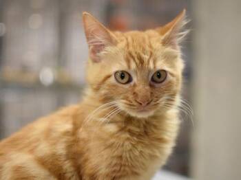 Meteorite -  Domestic Short Hair Cat for Adoption in Portland, Oregon - Meteorite | PetCurious
