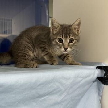 Vibe -  Domestic Short Hair Cat for Adoption in League City, Texas - Vibe | PetCurious
