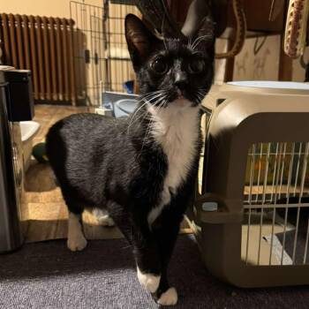 Rescue Domestic Short Hair Cats for Adoption in Ephrata, Pennsylvania - Lil Debbie | PetCurious