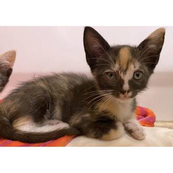 Example Tile 21 -  Domestic Short Hair Cat for Adoption in Austin, Texas - Example Tile 21 | PetCurious