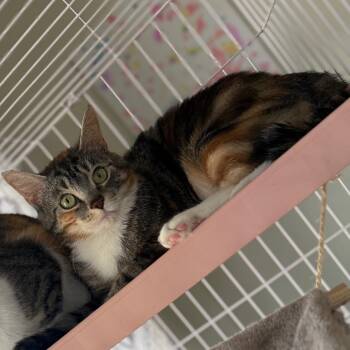 Domestic Medium Hair and Abyssinian Cats Available for Adoption in Granville, Ohio - Fiona | PetCurious