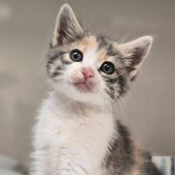 Miss Cami -  Domestic Short Hair Cat for Adoption in Redwood City, California - Miss Cami | PetCurious