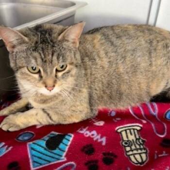 Rescue Domestic Short Hair Cats for Adoption in Grinnell, Iowa - Billie | PetCurious
