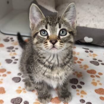 Shiitake -  Tabby Cat for Adoption in Marshfield, Wisconsin - Shiitake | PetCurious