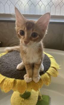 Oliver -  Domestic Short Hair Cat for Adoption in Plano, Texas - Oliver | PetCurious