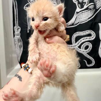 Domestic Medium Hair Cats Available for Adoption in Inman, South Carolina - Matcha | PetCurious