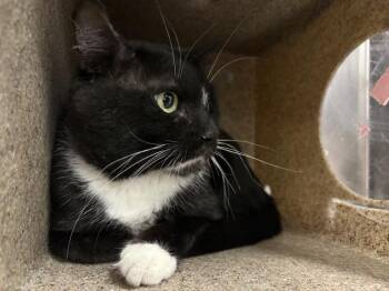 NICCO -  Domestic Short Hair Cat for Adoption in Thousand Palms, California - NICCO | PetCurious