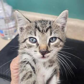 Lucky Four -  Domestic Short Hair Cat for Adoption in Starkville, Mississippi - Lucky Four | PetCurious